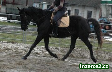 Atraktivní černá klisna,_1 194211_1.jpg