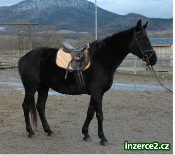 Atraktivní černá klisna,_2 194211_2.jpg
