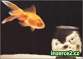 Pracuju z domu, chcete taky?_1 194772_1.jpg