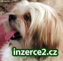 Lhasa apso_1 19522_1.jpg