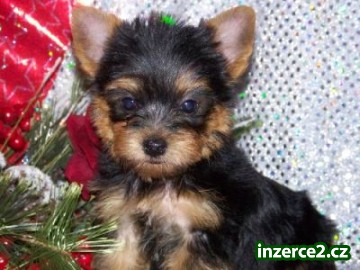 Roztomilé a roztomilý Yorkie štěňata pro přijetí_1 195704_1.jpg