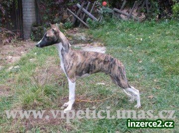 vipet-whippet_1 197011_1.jpg