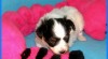 PAPILLON 19707_t.jpg