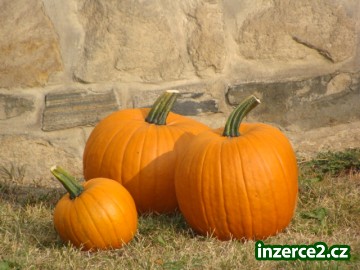 Dýně na Halloween_1 197347_1.jpg