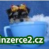 roztomilé a roztomilý Yorkie štěňátka_1 197509_1.jpg