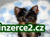 roztomilé a roztomilý Yorkie štěňátka_1 197510_1.jpg
