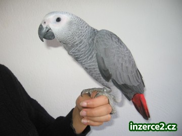 Papoušek senegalský a žako_2 197983_2.jpg