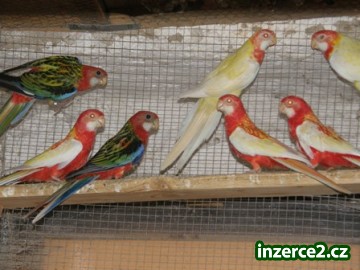 Rozela_1 198092_1.jpg