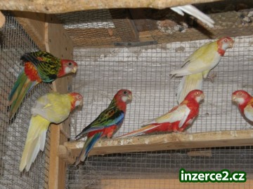 Rozela_2 198092_2.jpg