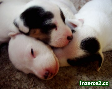 jack russel terier_1 19818_1.jpg