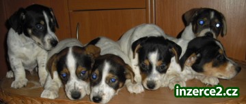 jack russel terier_1 198279_1.jpg