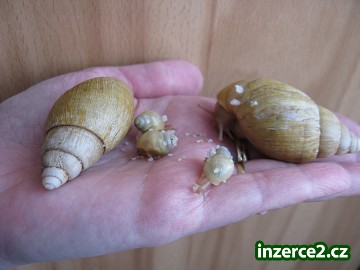 achatina iredalei_1 198384_1.jpg