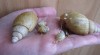 achatina iredalei 198384_t.jpg