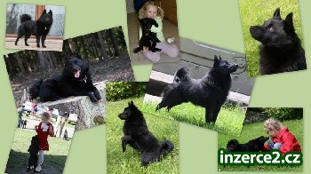 Šiperka - schipperke (miniovčák)_1 199427_1.jpg