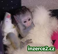 Muž a žena kapucínský Monkeys pro přijetí_1 199461_1.jpg