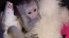 Muž a žena kapucínský Monkeys pro přijetí 199461_t.jpg