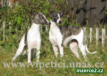 whippet-vipet_1 199625_1.jpg