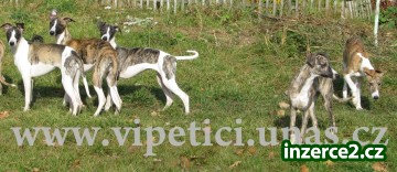 whippet-vipet_2 199625_2.jpg