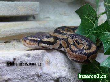 Obrovské Terárko, třeba pro vaší krajtu_1 200055_1.jpg