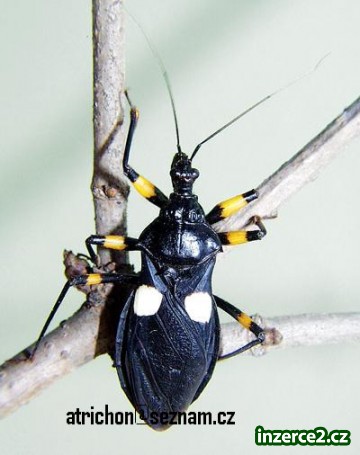 Zákeřnice dvojtečná - (Platymeris biguttatus)-_1 200057_1.jpg