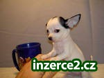Nejlepší zázračné štěně pro vás jen_2 200058_2.jpg