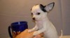 Chihuahua štěně vynikající: Pure, velmi malé! 200062_t.jpg