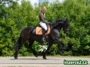 Fríský kůň_1 200139_1.jpg