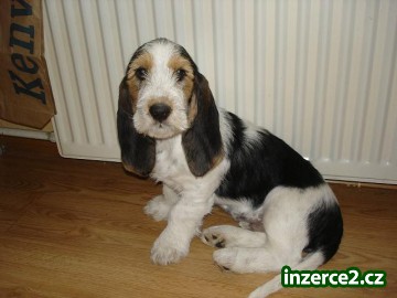 Velký hrubosrstý vendeéský basset_1 200219_1.jpg