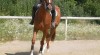 Valach 5 let 200389_t.jpg