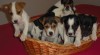 Jack Russel Terier 200452_t.jpg