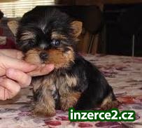 nádherná a pěkně vypadající Yorkie štěňata je nyní k dispozici_1 200561_1.jpg