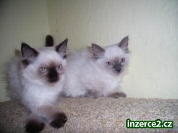 Ragdoll_1 2010_1.jpg