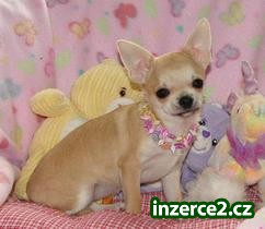 úžasné čivava štěňata pro přijetí_2 201123_2.jpg