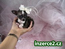 úžasné čivava štěňata pro přijetí(bonfilsemarlvon@yahoo.com)_1 201464_1.jpg