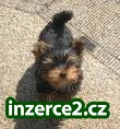 Rozkošný sladký šálek Yorkie štěně pro přijetí_1 201698_1.jpg