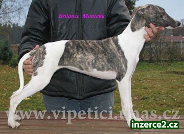 vipet-whippet_2 201788_2.jpg