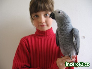 Žako a papoušek senegalský_1 202325_1.jpg