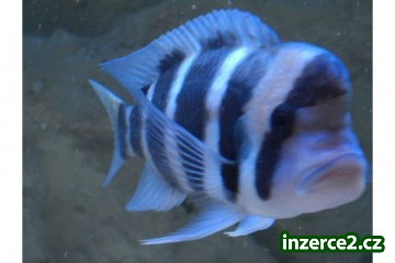 Cyphotilapia frontosa burundi 6-7cm výběr z 60ks_1 204051_1.jpg