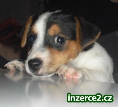 Jack Russell Terier_1 204068_1.jpg