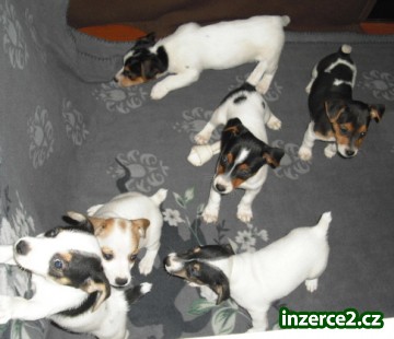 Jack Russell Terier_2 204068_2.jpg