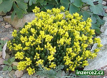 Skalničky , netřesky, rozchodníky na dobírku_2 20425_2.jpg