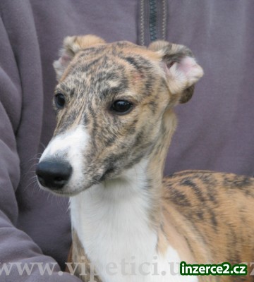 whippet-vipet_1 204334_1.jpg