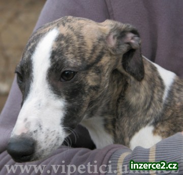 whippet-vipet_2 204334_2.jpg