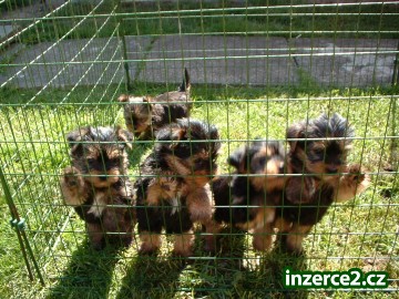 Yorkie štěňata pro přijetí_1 205043_1.jpg