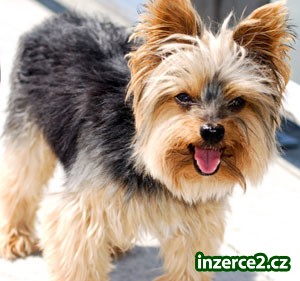 samec a samice yorkie štěňata šálek zdarma přijetí_1 205207_1.jpg
