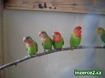 agapornis růžohrdlý_1 206334_1.jpg
