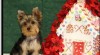 Golden Yorkie štěňata k Vánocům 206778_t.jpg
