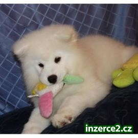 Samojed štěňata na prodej_1 206779_1.jpg