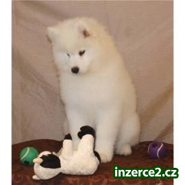 Samojed štěňata na prodej_2 206779_2.jpg