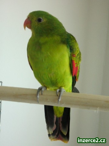 ***PAPOUŠEK ČERVENOKŘÍDLÝ***_1 20688_1.jpg